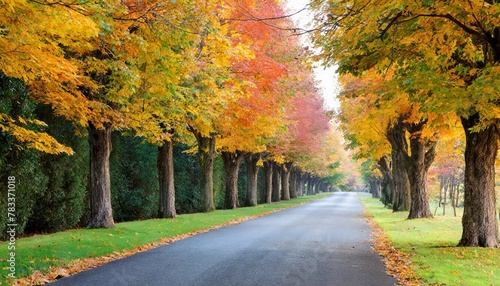 autumn trees lining driveway