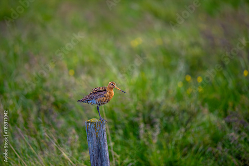 Common snipe (Gallinago gallinago) is a small, stocky wader bird native to the Old World. Breeding habitats are marshes, bogs, tundra and wet meadows throughout the Palearctic. Wildlife scene.Iceland.