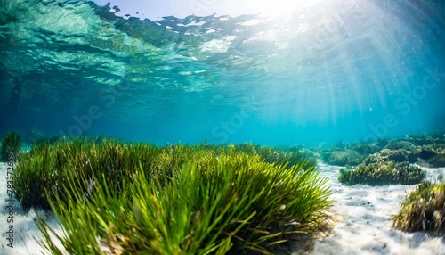 underwater view of a group of seabed with green seagrass high quality photo