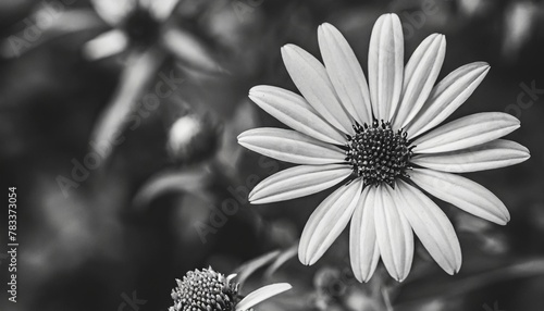 a black and white photo of a flower with a white center on the center of the flower and a white center on the center of the flower