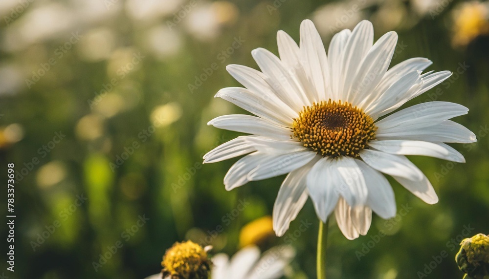 Fototapeta premium a serene and calming photograph capturing a minimalist floral background