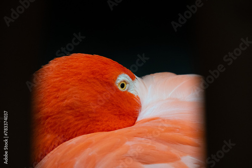 A Floridian Flamingo resting with one eye open photo