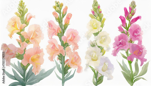 collection of soft pastel snapdragons bright colors flowers isolated on a  background © Donald