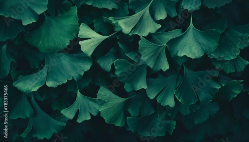 lush ginkgo biloba leaves overlapping on vibrant green background