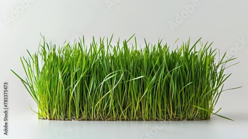 Grass growth from wheat grain for traditional fest Nowruz