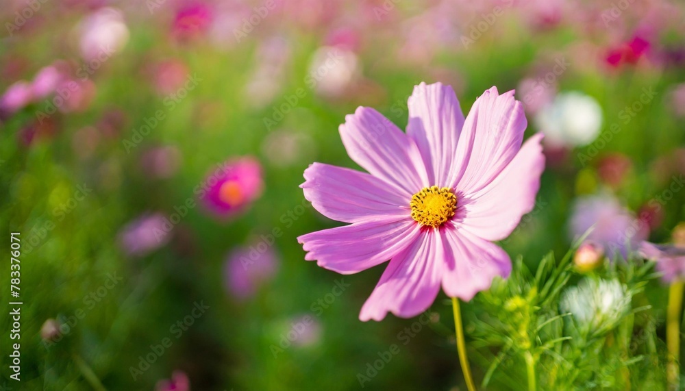 closeup of pink cosmos flower under sunlight with copy space using as background natural plants landscape ecology wallpaper cover page concept