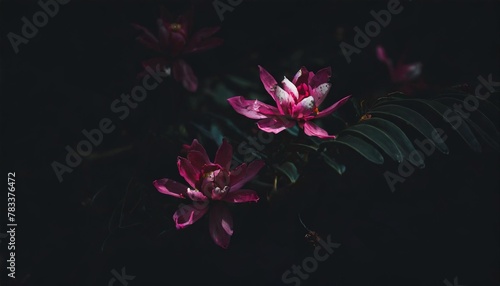 tropical pink flowers on dark backdrop