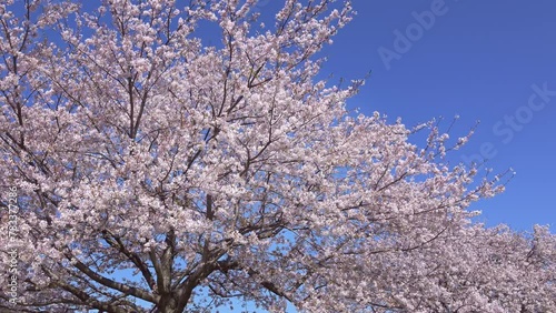 Sakura -風に揺れる桜の実写映像-	