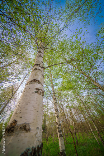 Admiring a birch tree with its slender trunk and delicate twigs against the sky