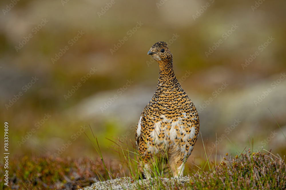 Obraz premium Ptarmigan, Japanese female rock ptarmigan in summer plumage (Lagopus muta hyperborea). Iceland .