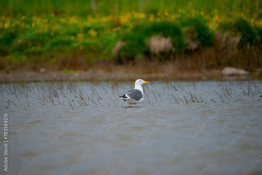 The northern silver gull is a large species of gull seen along the coasts of North America, Europe and Asia.