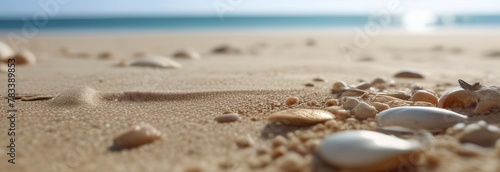 seashells strewn across the sandy expanse of a pristine beach