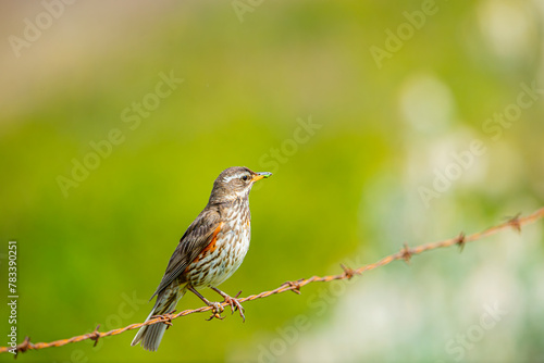 Redwing (Turdus iliacus) photographed in Iceland