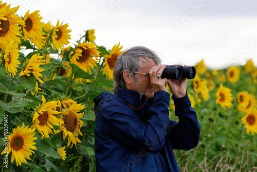 Senior person looking through binoculars near the tall yellow sunflowers, pensioner enjoying the outdoors.
