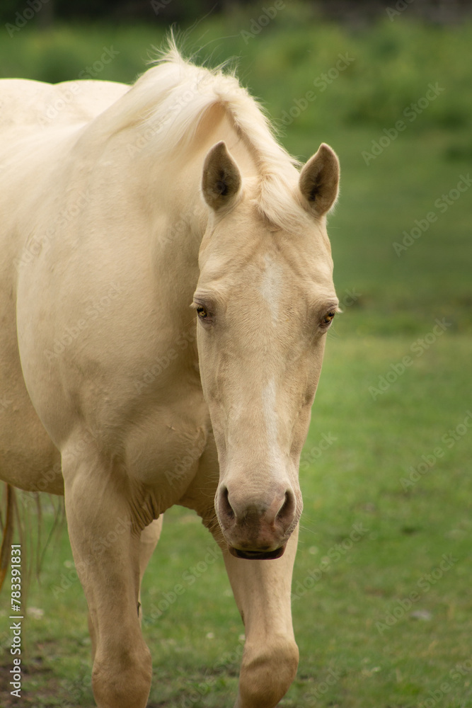 Portrait of a Rare Palomino Paint Horse Mare with The Pearl Gene White Pale Gold Horse with Gold Eyes Portrait of a Rare Palomino Paint Horse Mare with The Pearl Gene White Pale Gold Horse with Gold Eyes