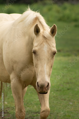 Portrait of a Rare Palomino Paint Horse Mare with The Pearl Gene White Pale Gold Horse with Gold Eyes © Rebecca Young