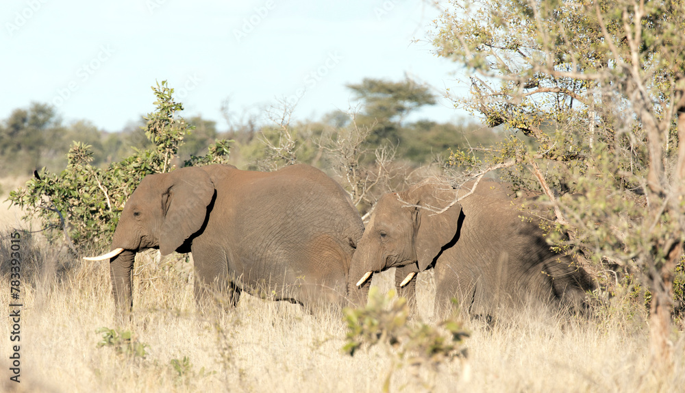A view of elephant A view of elephant