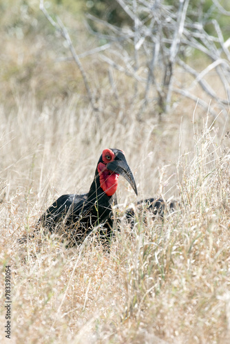 A photo of southern ground hornbill