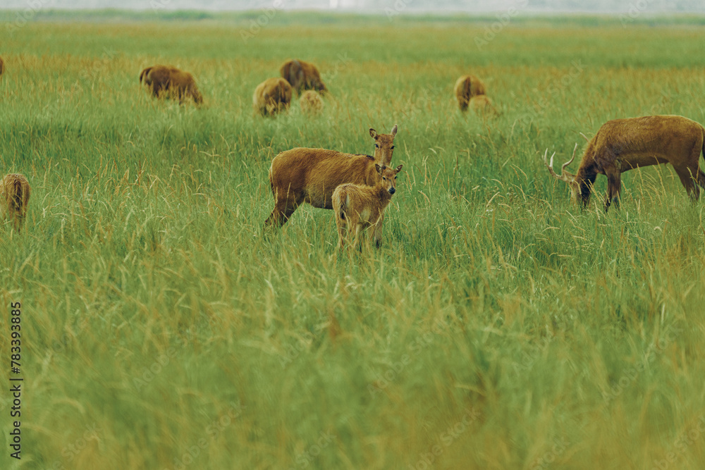 Fototapeta premium deer in the meadow