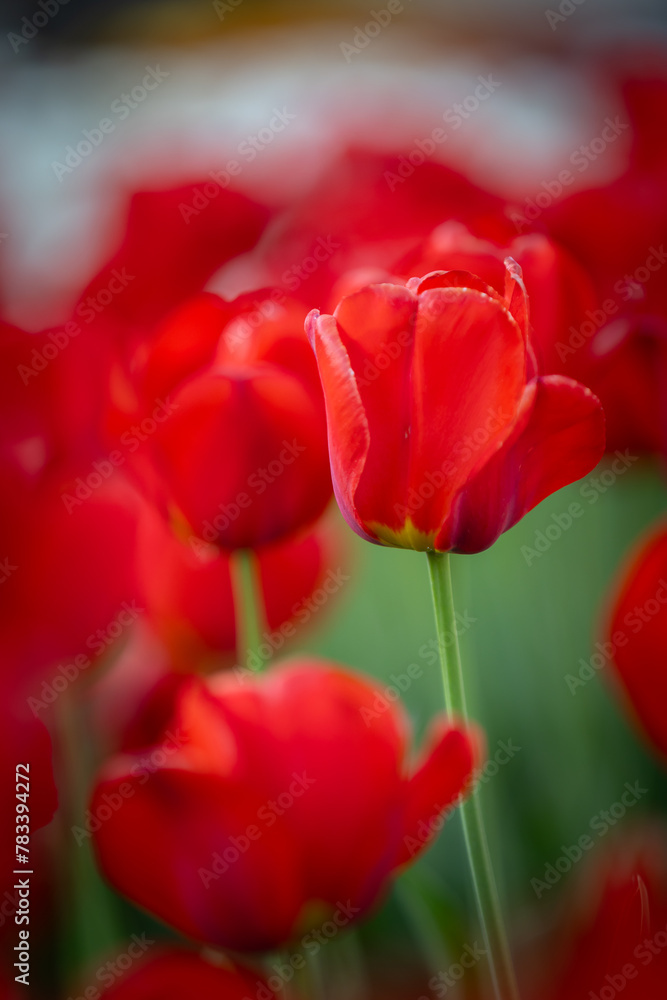 Fototapeta premium Wiosenne tulipany, sezon wiosenny, czerwone kwiaty