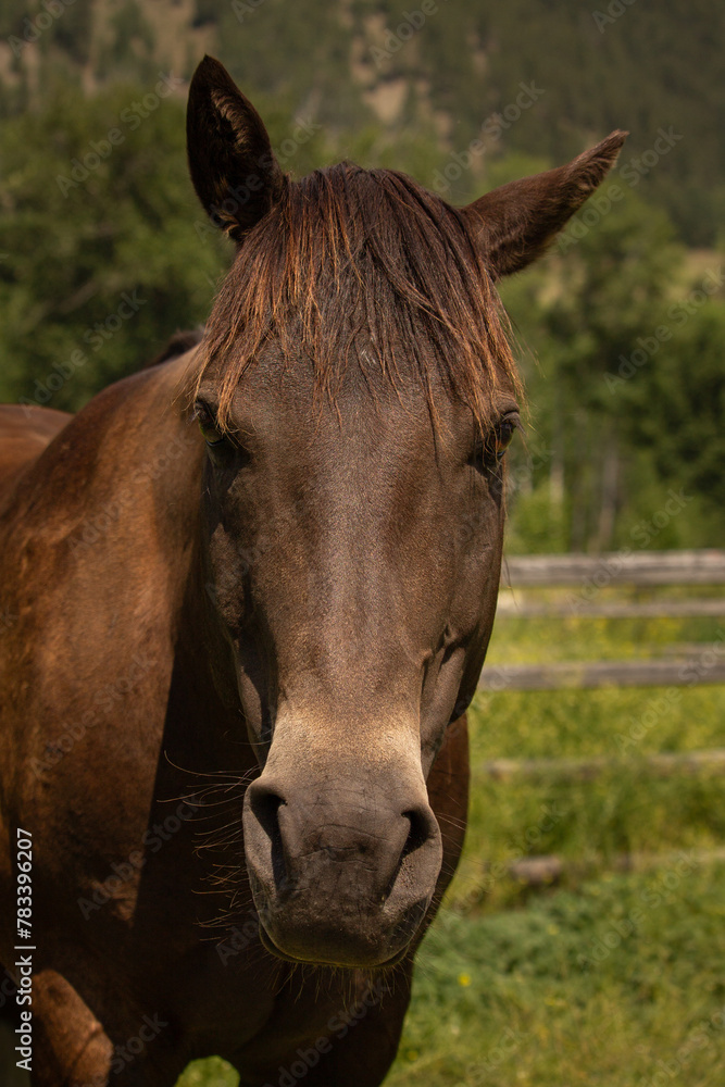Portrait of a Beautiful Rare Sooty Buckskin Paint Horse Gelding with a Small Few-Hair Star Marking on Forehead Portrait of a Beautiful Rare Sooty Buckskin Paint Horse Gelding with a Small Few-Hair Star Marking on Forehead