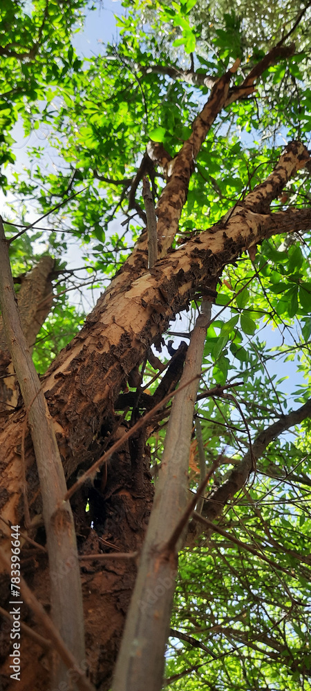 Obraz premium Pomegranate tree leaves 