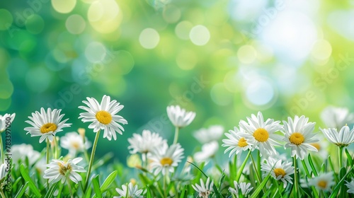 Daisy  Sunny daisies on a vibrant green lawn  joyful and bright