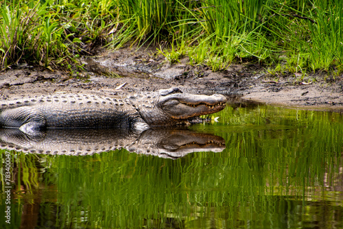 A Crocodile basking in the sun at the edge of a lake 