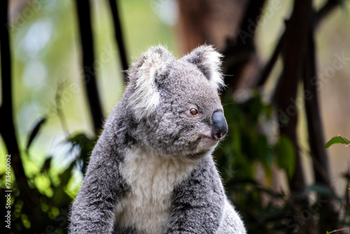 A Koala looking into the distance