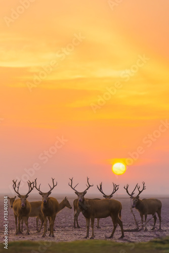 some stag and deer on the coastal wetland at sunrise