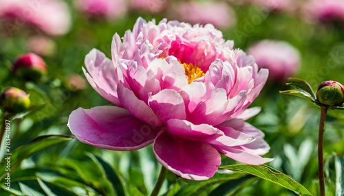 pink peony in the garden