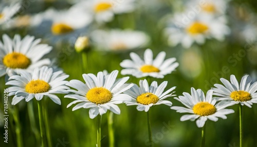 vector nature background daisy flowers field