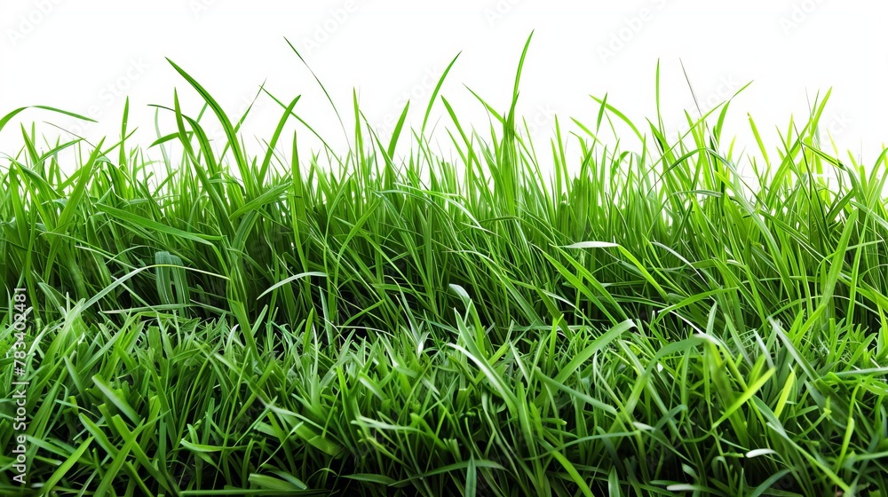 Obraz premium lush green grass field isolated on white perfect for product display or nature background plant photography