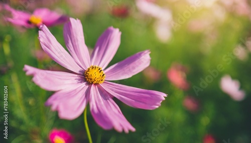closeup of pink cosmos flower under sunlight with copy space using as background natural plants landscape ecology wallpaper cover page concept