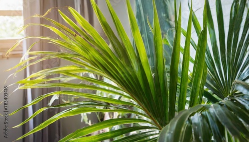 sunlit indoor palm plant in serene setting