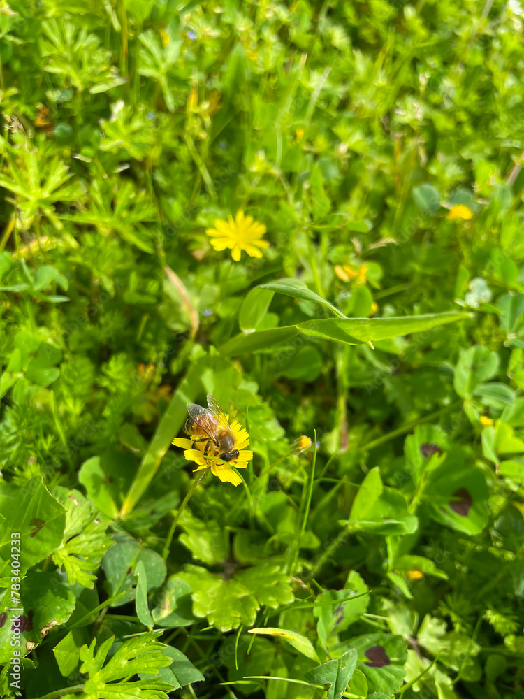 A field full of flowers with bees flying around A field full of flowers with bees flying around