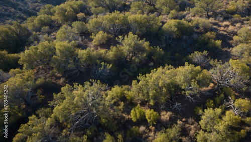 Chaparral biome observed from the air, with vegetation storing carbon.