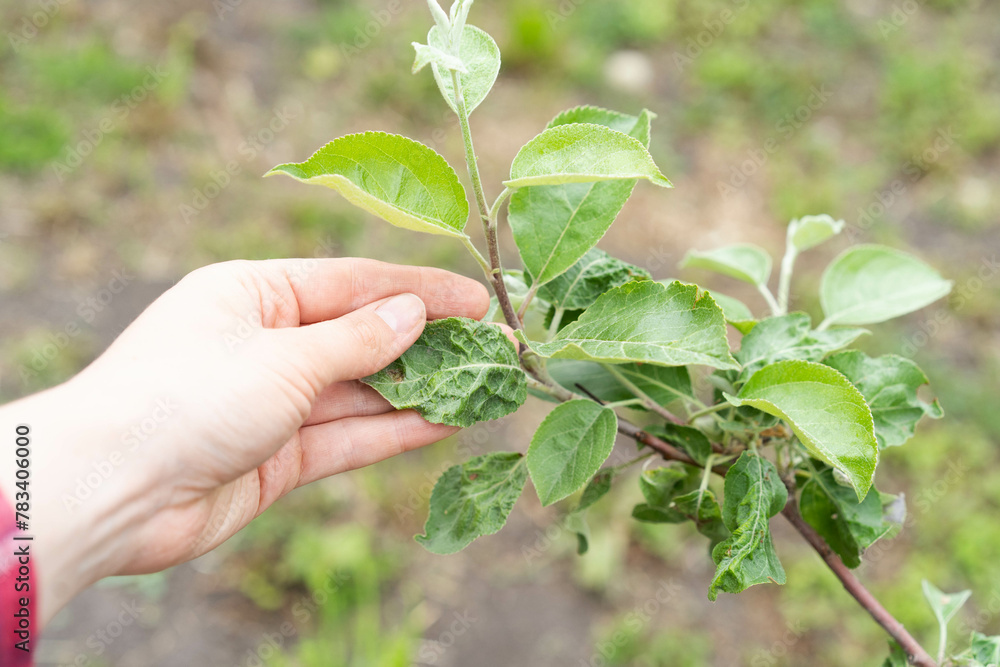 Aphids on fruit trees, pests in the garden Aphids on fruit trees, pests in the garden