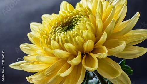 yellow chrysanthemum flower head