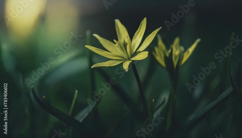 yellow star of bethlehem gagea lutea yellow spring flowers close up green grass star like flower photo