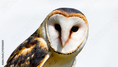 common barn owl tyto albahead isolated photo