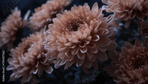 chrysanthemum flowers background peach fuzz color of the year 2024