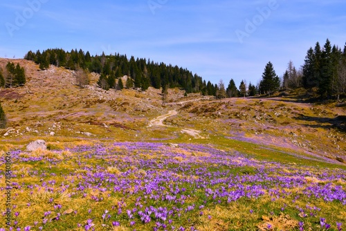 Meadow at Velika planina with purple spring crocus (Crocus vernus) flowers in slovenia