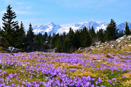 View of snow covered mountains and purple spring crocus (Crocus vernus) flowers at Velika planina in Slovenia