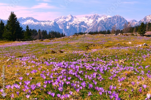 Alpine meadow in spring covered in purple spring crocus (Crocus vernus) flowers and snow covered peaks in Kamnik-Savinja alps in Slovenia