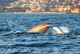 Whale dives in the Pacific ocean, late afternoon, near Los Angeles, California.