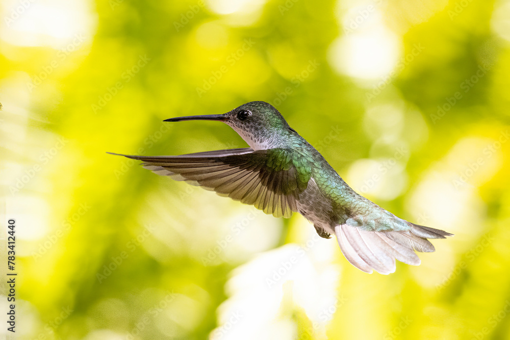 Fototapeta premium beautiful green and white hummingbird iperched on attractive branch. Elliotomyia viridicauda