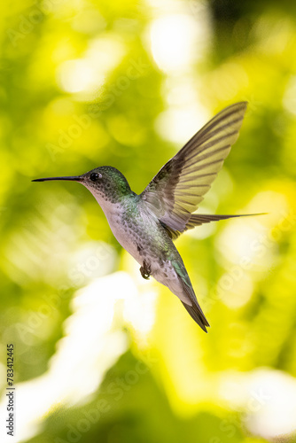 beautiful green and white hummingbird in flight against a dapples bokeh background. Elliotomyia viridicauda