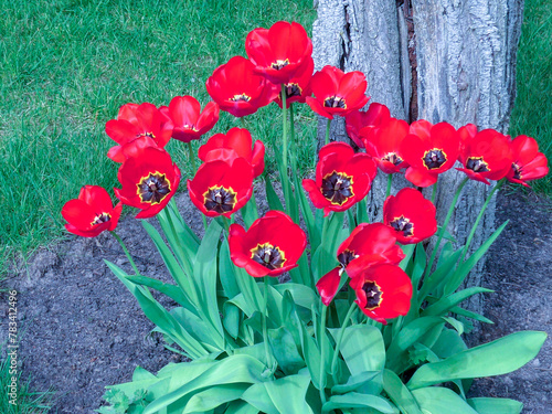 a group of red tulips blooming next to an old tree trunk in the garden
