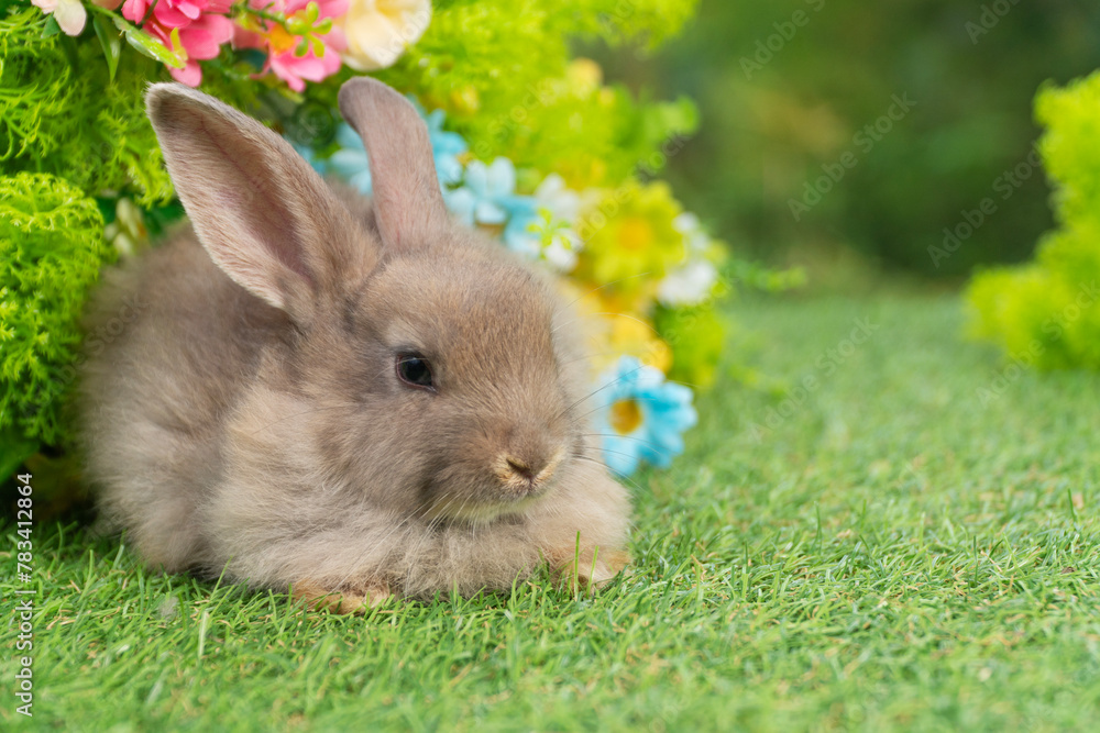 Lovely rabbit ears bunny sitting playful on green grass with flowers over spring time nature background. Little baby rabbit brown bunny curiosity standing playful on meadow summer background. Easter Lovely rabbit ears bunny sitting playful on green grass with flowers over spring time nature background. Little baby rabbit brown bunny curiosity standing playful on meadow summer background. Easter